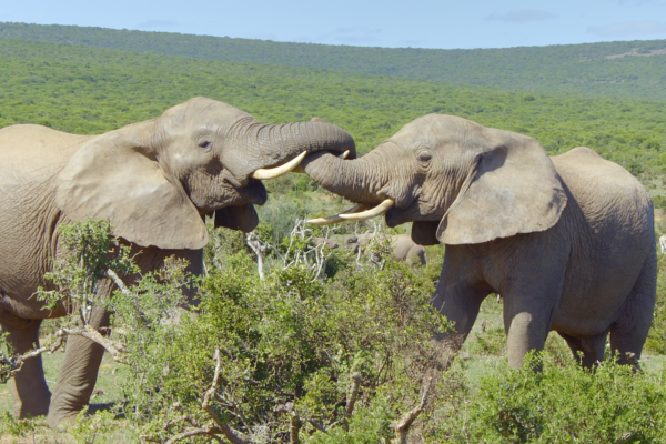 Wildlife Icons – An Elephant's Story