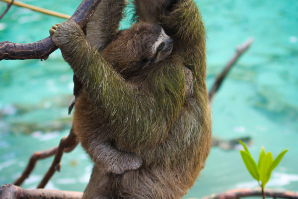 Planet Earth II