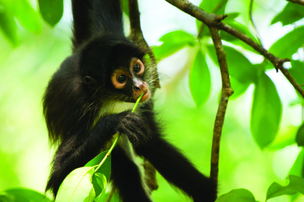 Planet Earth II – Jungles
