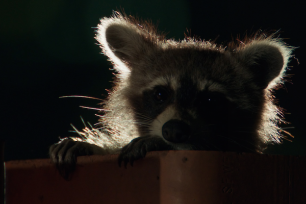 The final episode of Planet Earth II, featuring Toronto raccoons, airs on Saturday, March 25 at 9 p.m. ET/PT during BBC Earth’s nationwide free preview event