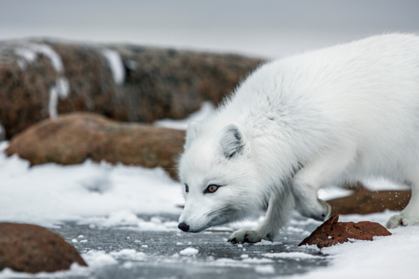The Hunt