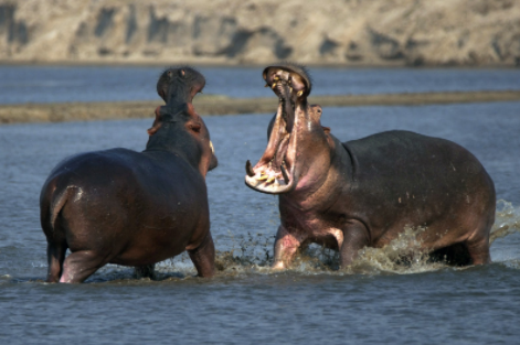 Africa’s Hunters