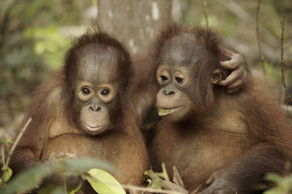 Littlies Jacqui (left) and Bumi (right) eating together at Nursery Forest School