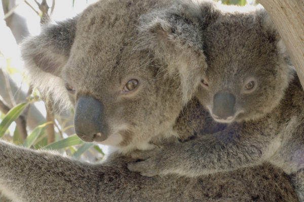 SecretLifeOfTheKoala_BreedingSeason_01 00 29 05_B063C029_150902T1
