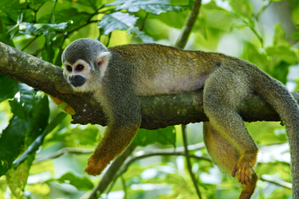 Squirrel_Monkey_Island00098795-Samuel copy