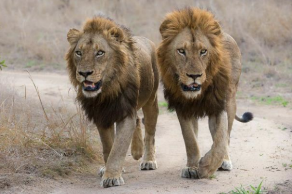 Big Cat Country