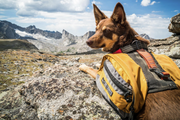 Dogs_with_extraordinary_jobs