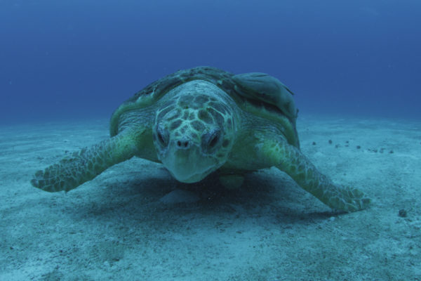 GreatBlueWild-turtle