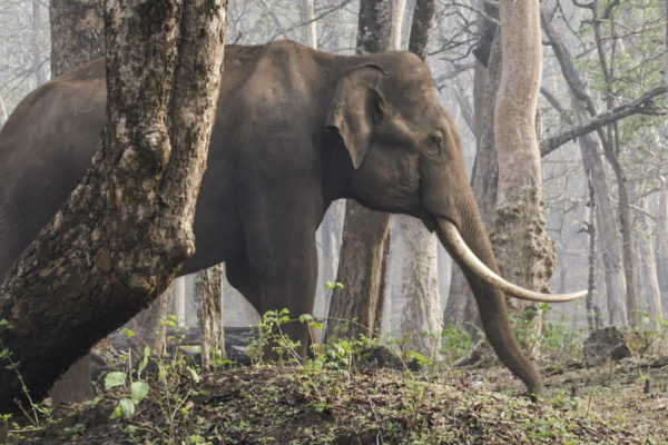 EP2_07_Elephants