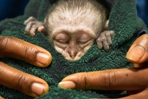 malawiwildliferescue_103_10