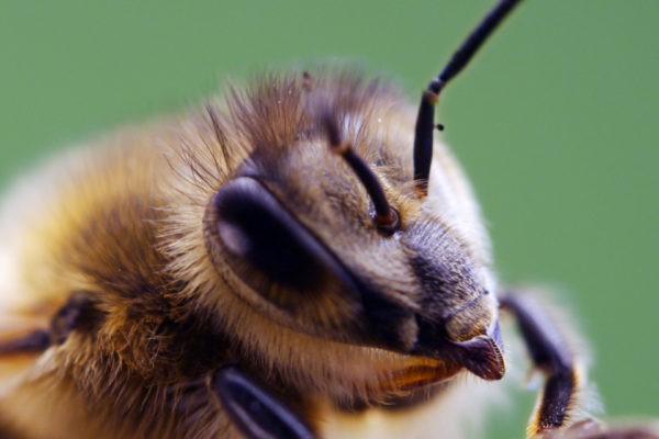 A Bee’s Diary