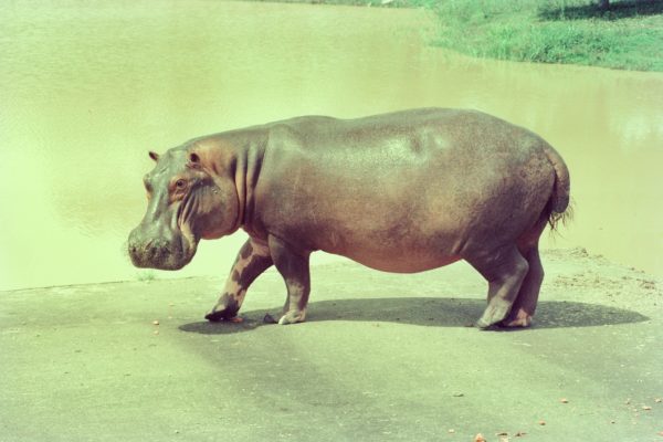 The Hunt For Escobar’s Hippos