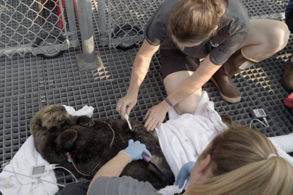 Wild Pacific Rescue