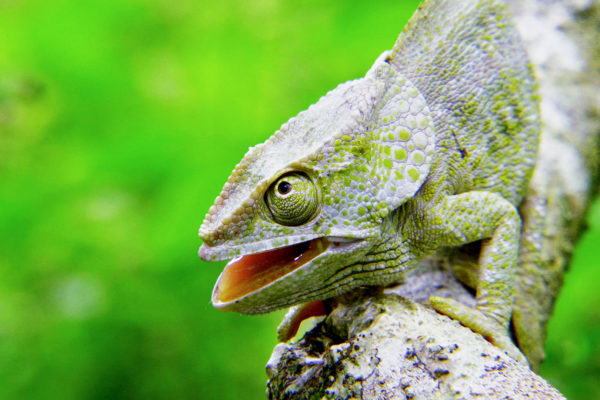 Love-Nature_Land-of-Gremlins