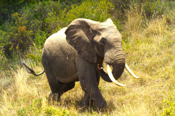 KenyaWildlifeDiariesLN