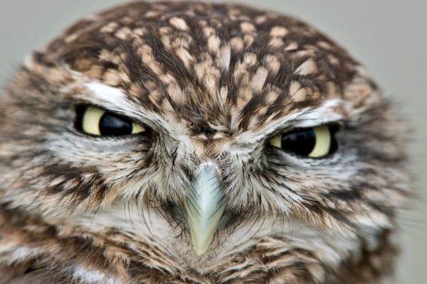 Natural-World-Owls-Behind-The-Magic