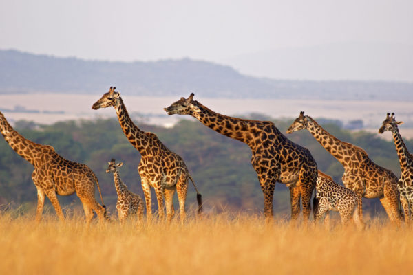 Wild24_Savannah