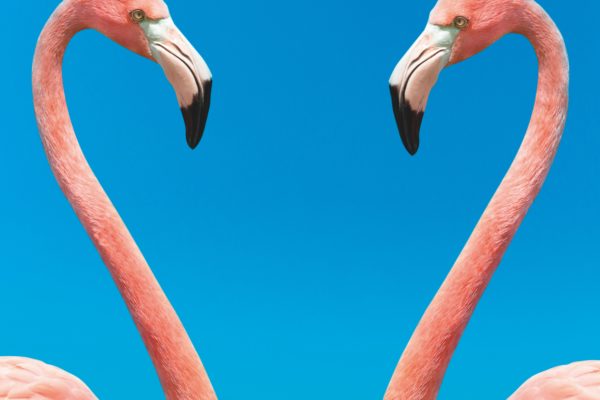 The Mating Game
