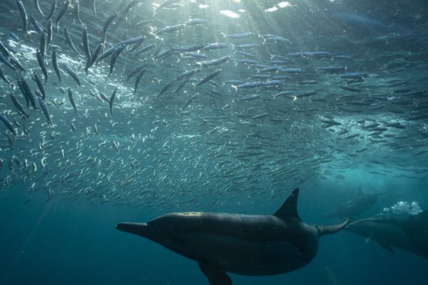Ocean’s Greatest Feast
