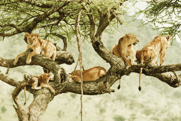 EvolutionEarth_LoveNature