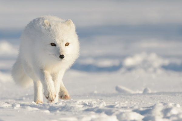 Animalogic Presents: Strange Creatures of the Arctic