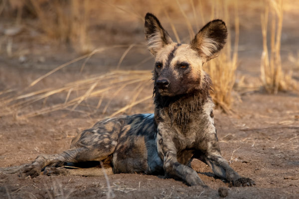 WildDogs_Image2PR_