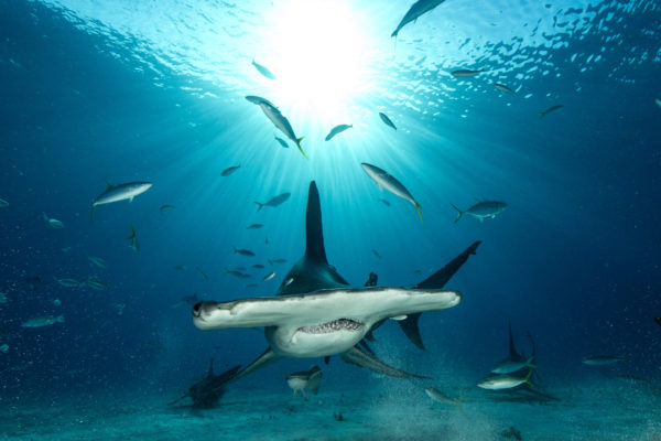 Planet-Shark_KeyImage