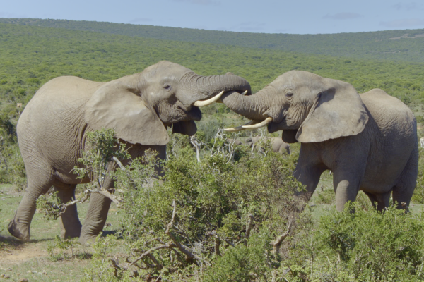 Wildlife-icons