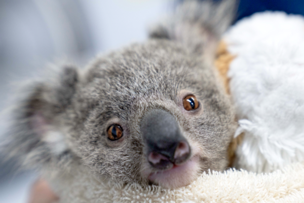 wildlifeER_KOALA_crop