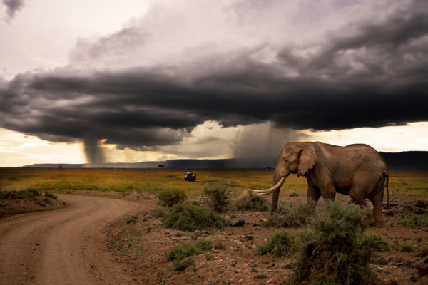An,Elephant,In,Stormy,Weather,Rain,After,Drought
