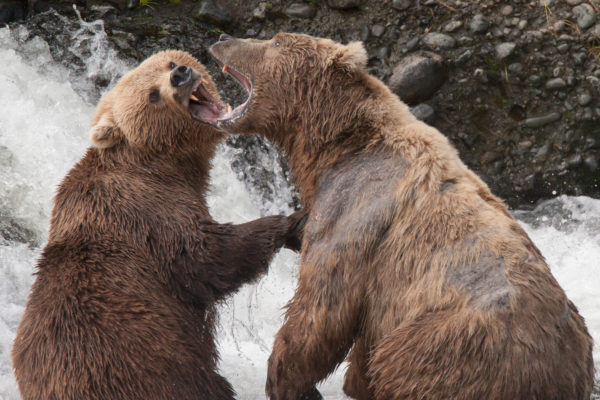 Two,Brown,Bears,Fight,Over,A,Fishing,Hole