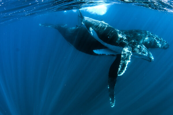 Ningaloo_KeyArt_Clean_1920x1080
