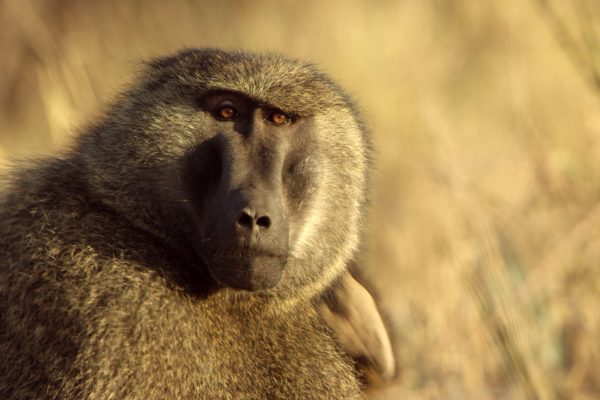 Serengeti III: Episode 01: Refuge