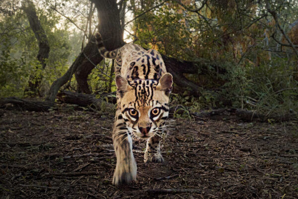 DeepInTheHeart_LoveNature_Ocelot_Horizontal