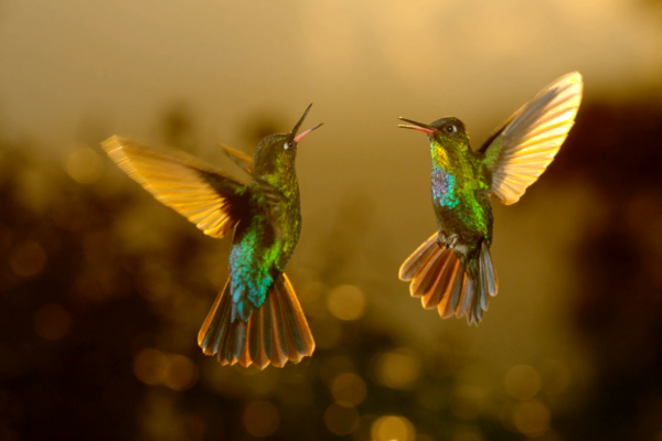Airborne_greenlight_hummingbirds_1