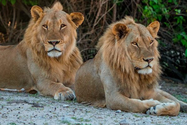 Chobe-Lions_EP01_006_edit