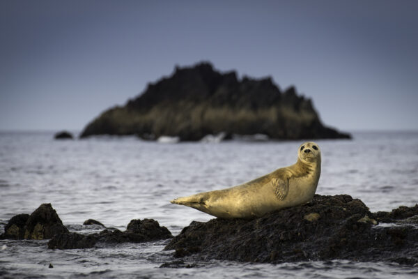 Irelands-Wild-Islands_Episode-2_Still012