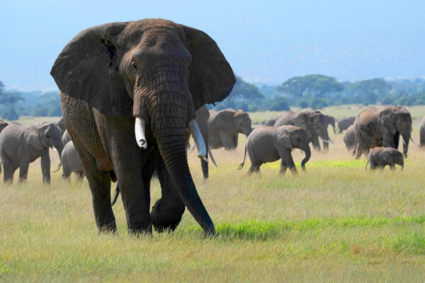 Tusker_21_LoveNature_edit