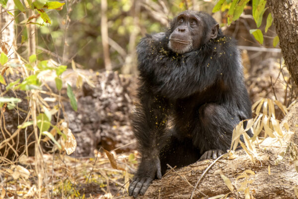 Love Nature_HumanLike Chimps of Fongoli2