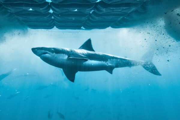 Boss Shark Release Image Draft 3.34.28 PM