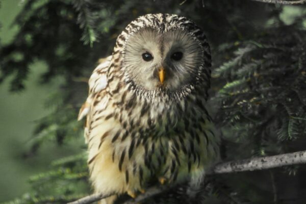 Europe Owl
